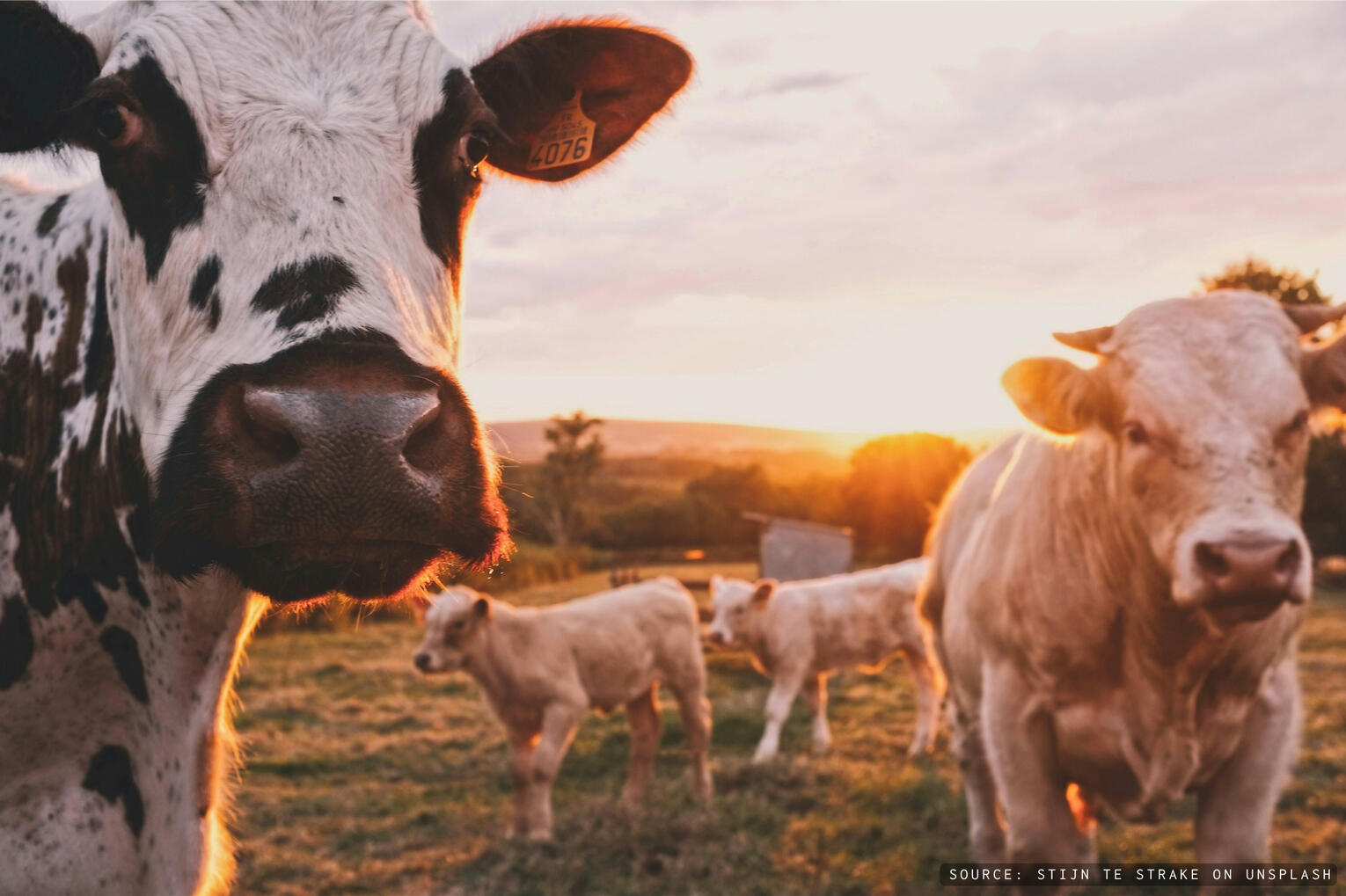 Farm chores